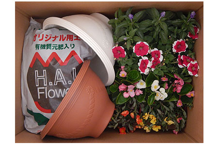 寄せ植え 花 季節のお花 12ポット 用土 鉢 付き ガーデニング プレゼント 育成セット 日用品 園芸 花苗 おすすめ セット 母の日 季節 お花 贈り物 農事組合法人ハイフラワー 埼玉県 羽生市 