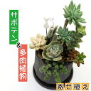 【ふるさと納税】 サボテン ＆ 多肉植物 の 寄せ植え 黒ポット ピック付き ／ 観葉植物 植物 アレンジ インテリア 育てやすい 部屋 黒 黒系 オシャレ おしゃれ お洒落 ギフト プレゼント さぼてん かわいい 可愛い 雑貨 ピック 贈物 贈り物 彩花園 岩手県 八幡平市 送料無料