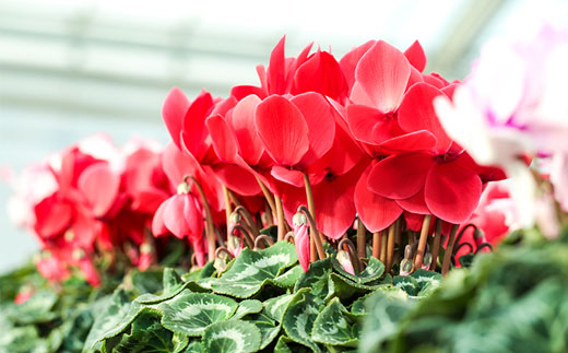 【2026年 先行予約】シクラメン 色おまかせ 8号 | 根本園芸 【53850-011-05】 色：おまかせ シクラメン 8号×1鉢(プラ鉢入り)