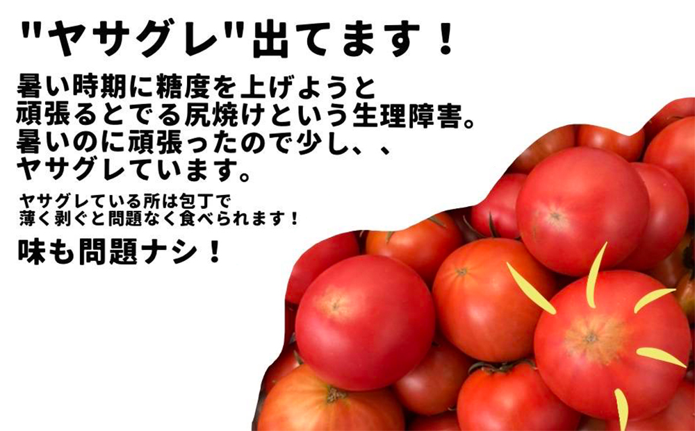 産地直送 個性派 フルーツトマト 1kg　日高みよし農園 大玉トマト 個性派トマト 新鮮トマト 1キロ