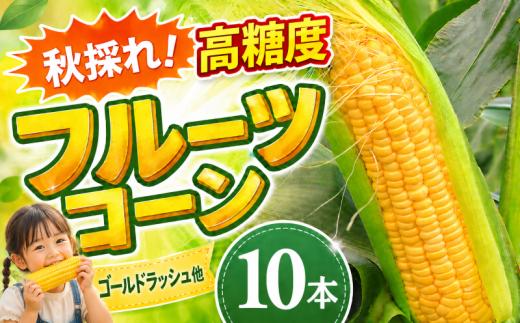 【先行予約】【2026年11月~順次発送】　秋採れ 南国フルーツコーン イエロー種 ( ゴールドラッシュ 他品種あり) 10本 | ゴールドラッシュ とうもろこし トウモロコシ コーン スイートコーン もぎたて 新鮮 朝採れ 朝どり 旬 期間限定 数量限定 産地直送 農家直送 甘い 激甘 皮付き 家庭用 高知県 南国市 BBQ バーベキュー キャンプ アウトドア 農園けんぴ 高知県 南国市