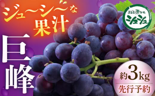 【先行予約：2025年8月中旬より順次発送予定】 巨峰 種あり 約3kg / ぶどう 葡萄 フルーツ / 大村市 / おおむら夢ファームシュシュ [ACAA381]