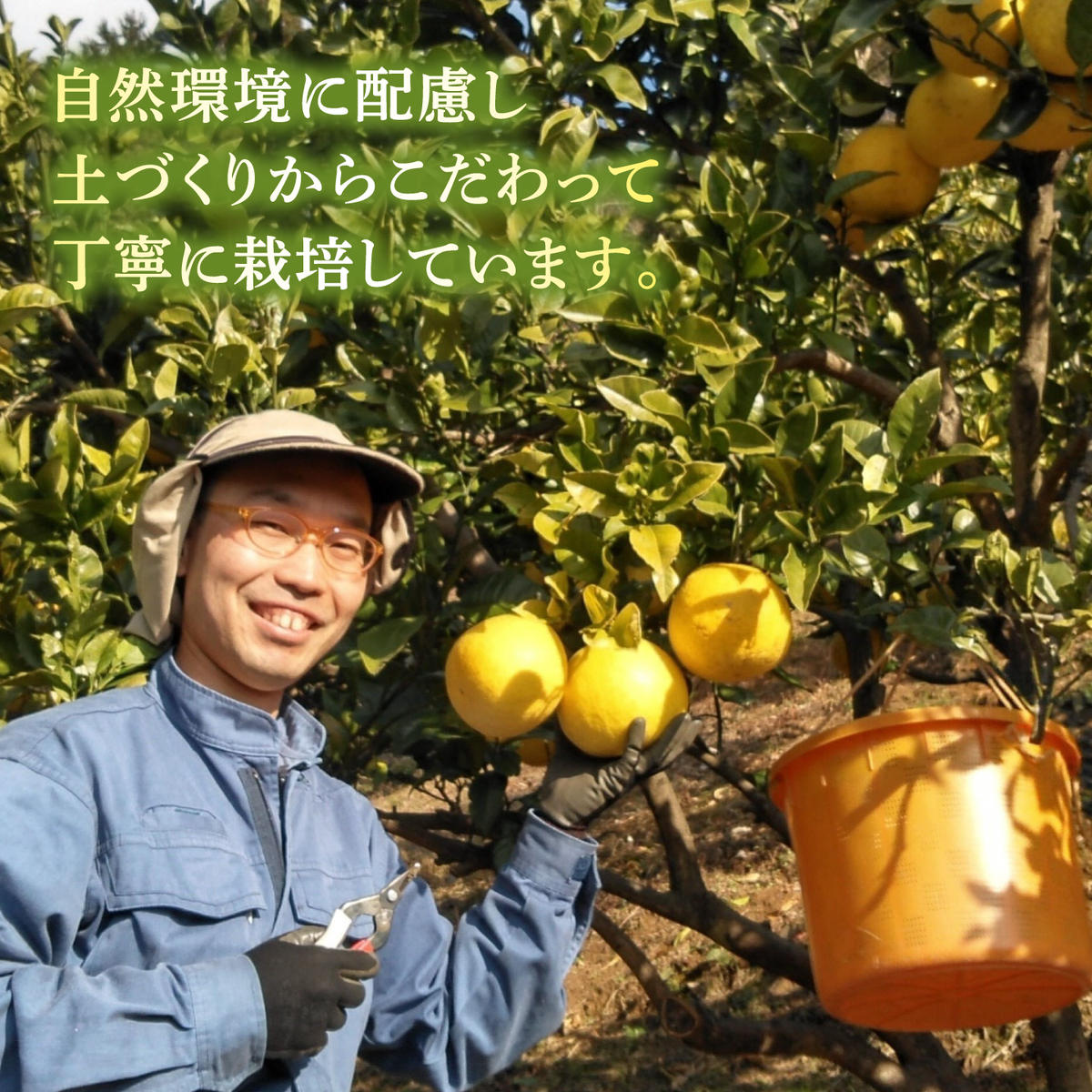 【先行予約】本場、高知県土佐市産！土佐水谷農園の露地土佐文旦 家庭用10キロ 10kg 大小混合（L～上限なし：16玉前後）〈2027年1月20日～発送〉 訳あり 文旦 柑橘 フルーツ【土佐水谷農園】