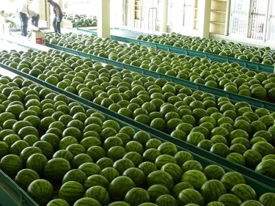 尾花沢すいか  大玉 5L×1玉 2025年産 令和7年産 7月下旬~8月上旬発送 人気 オススメ すいか BBQ 家計応援 消費応援 すいか 物価高応援 支援 スイカ 数量限定 すいか 山形県 すい