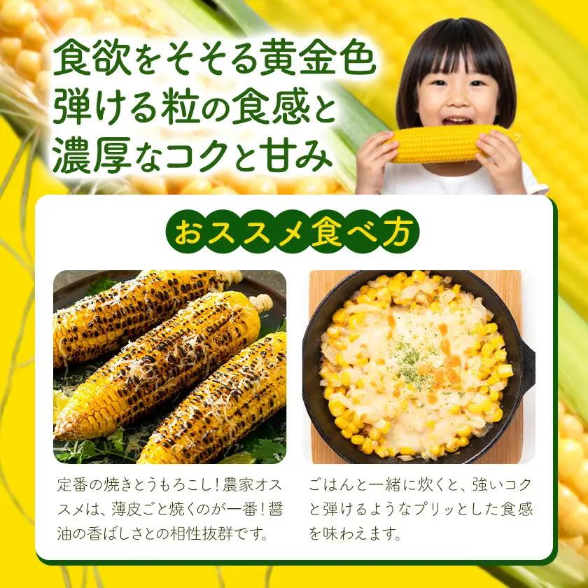 【先行予約】とうもろこし スイートコーン 約5本 2kg のざわ農園 《2026年8月上旬-9月中旬頃出荷》
