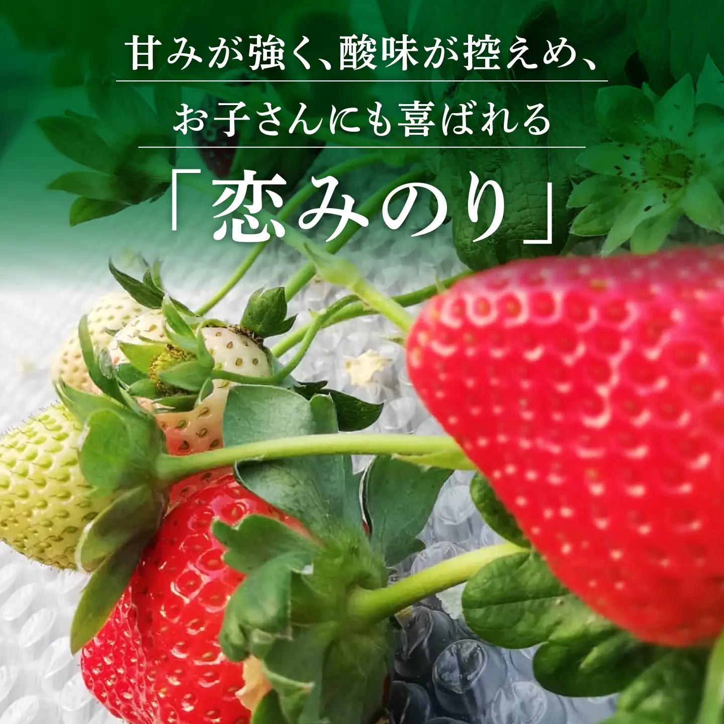 訳あり加工用いちご先行予約2回定期 恋みのり約2kg（1kg×2箱）苺イチゴ有機栽培いちごZBB014