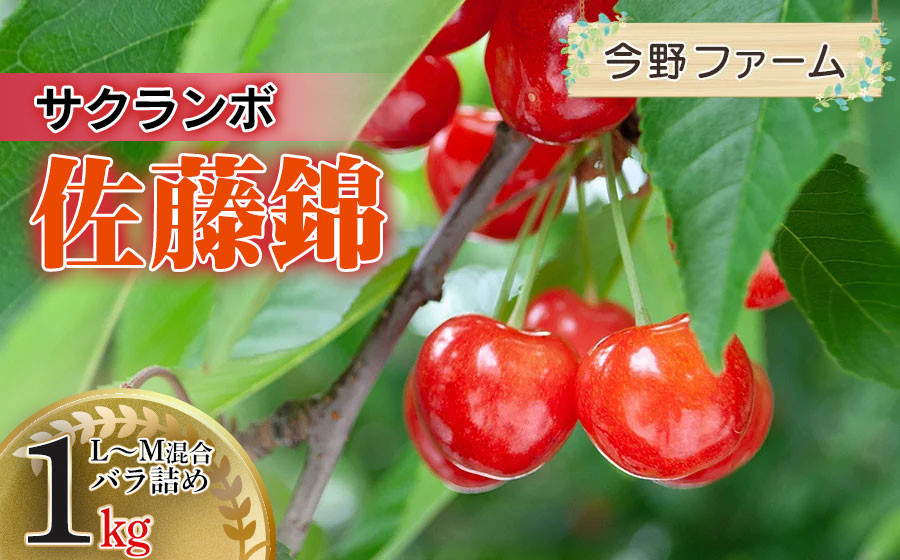 
                  【令和8年産】 さくらんぼ 佐藤錦 L～M混合 バラ詰め 1kg 今野ファーム | 佐藤錦 サクランボ 人気 約1kg 美味しい 甘い 完熟 ジューシー 初夏 旬 果物 期間限定 フルーツ 数量限定 産地直送 送料無料 東北 山形 鶴岡市産 返礼品

                
