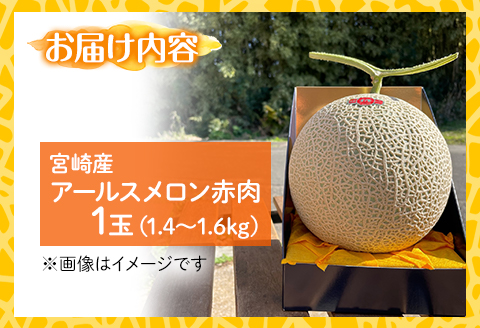 【先行予約】期間限定 数量限定 宮崎産 アールスメロン <赤肉> 1玉 (1.4～1.6kg)