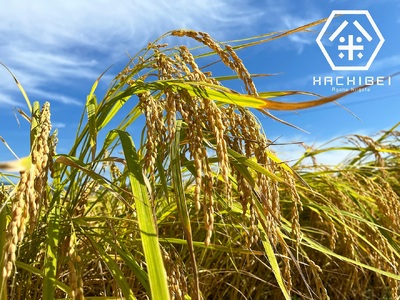 【令和7年産新米予約】【グッドライフアワード環境大臣賞受賞】 3ヶ月定期便 無洗米 新之助 10kg×3回 計30kg 農家直送 ほんのり甘い「はちみつ農法」 白米 精米 HACHIBEI 八米 10