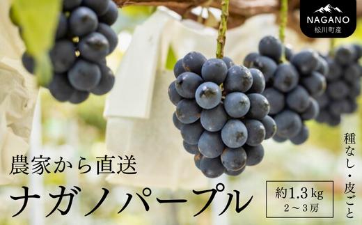 ナガノパープル 贈答 約1.3kg　長野県松川町産[KG15]//ぶどう 果物 フルーツ 贈答 産地直送