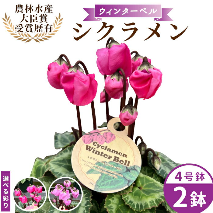【ふるさと納税】農林水産大臣賞受賞 ＼選べるカラー／ 愛知県産 シクラメン 4号鉢×2鉢 ウィンターベル 花 生花 マゼンタ バイオレット プレゼント 贈り物 鉢花 鉢 ガーデン ガーデニング 高品質 クリスマス -221