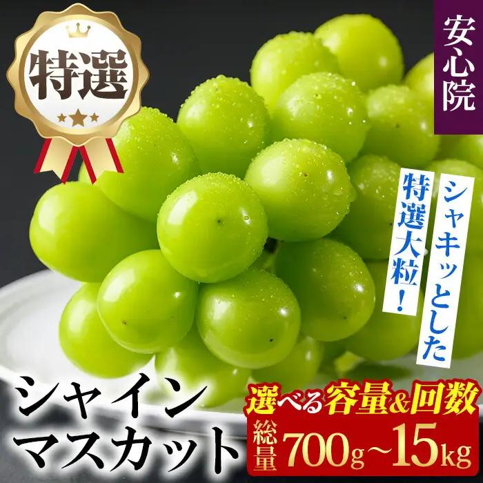 特選シャインマスカット(約700g)シャインマスカット ぶどう 葡萄 フルーツ 果物 くだもの 果実 特選＜先行予約受付中！2026年8月下旬より順次発送予定＞＜北海道、沖縄、離島配送不可＞【106300201】【大分県農業協同組合　北部エリア】