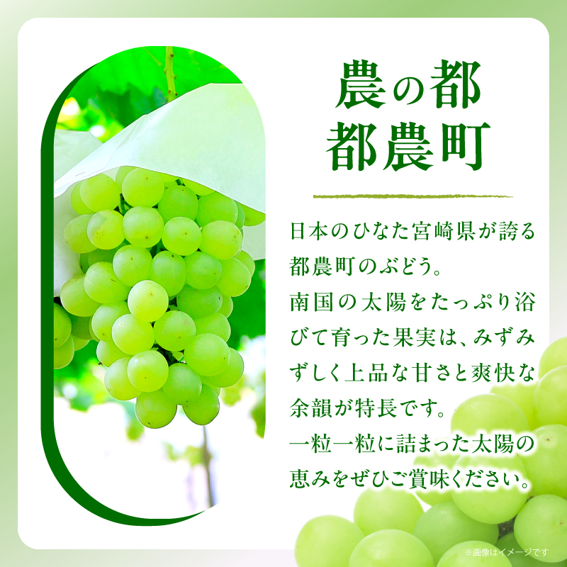 先行予約≪期間限定≫都農町産ハニービーナス(計2kg) ぶどう フルーツ 果物 デザート 国産_T015-0035
