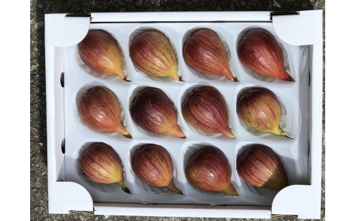 N031　完熟いちじく　１２玉入り