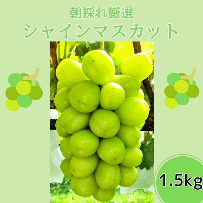 【ふるさと納税】朝採れ厳選シャインマスカット　1.5kg　(3〜4房)【配送不可地域：離島】