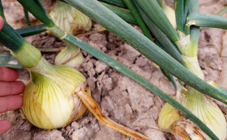 宝珠タマネギ　早生　５キロ