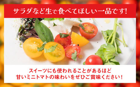 【先行予約】 【定期便3回】 ミニトマト (ミックス) 1.2kg×3回 八代市産 宮島農園 とまと 野菜 【2025年12月上旬より順次発送】