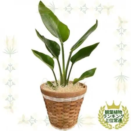 観葉植物 オーガスタ 鉢植 バスケット リビング【1539926】