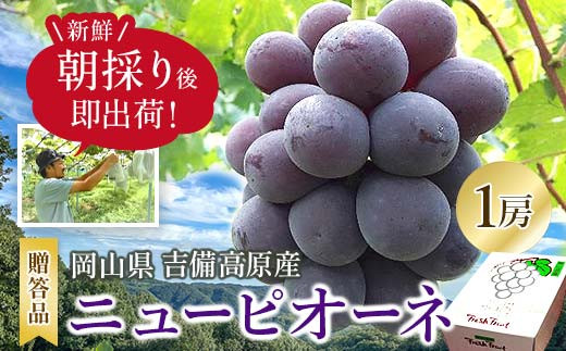 新鮮・朝採り後即出荷!　岡山県　吉備高原産ニューピオーネ　1房入り(700g以上)贈答品_ 種なしぶどう 濃厚フルーツ 朝採れ直送 秋ギフト シャインマスカット代替 岡山県 津山市 果物 くだもの フルーツ 送料無料 人気 【1299810】