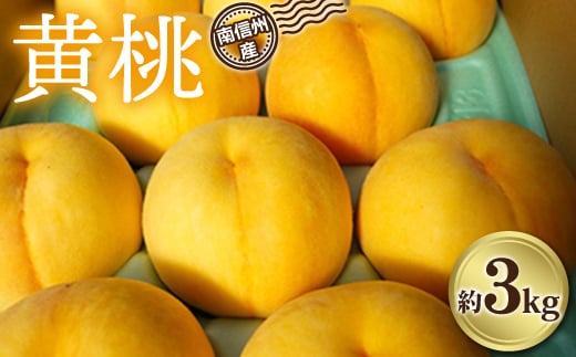 南信州産 黄桃 約3kg | 果物 くだもの フルーツ 柿 桃 もも 黄桃 ジューシー 長野県 信州 南信州 飯田市