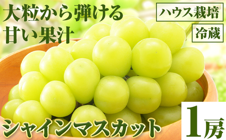 【先行予約】シャインマスカット 1房（ハウス栽培）《2026年8月上旬-8月中旬頃出荷》岡山県 笠岡市 石丸葡萄農園 果肉 旬 マスカット ぶどう 葡萄 フルーツ 果物 岡山