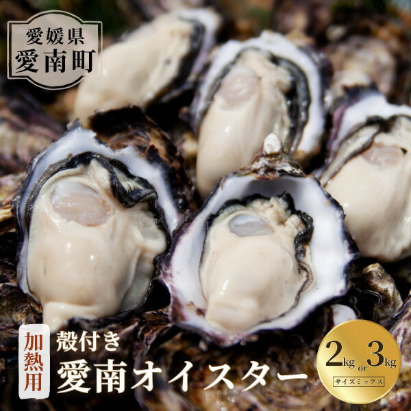 【ふるさと納税】 選べる内容量 愛南 オイスター 2kg 3kg 先行予約 2025年7月 上旬以降発送 牡蠣 加熱用 殻付き 三倍体 真牡蠣 ブランド 特産品 お取り寄せ グルメ 大粒 新鮮 ご褒美 かき パスタ アヒージョ まがき 夏 産地 直送 愛南漁業協同組合 御荘支所 愛媛県 愛南町