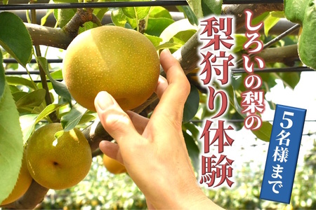 梨狩り体験 1グループ5名様まで 5個 梨の収穫体験 幸水 豊水 新高 甘みがあって大玉の梨が自慢  親子で楽しむ 近場で楽しむ 新鮮 もぎたて 夏の体験 夏休み しろいの梨  梨のもぎ取り