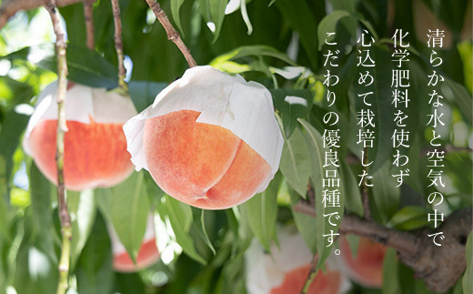 山梨一宮産の桃  13～15個入約5kg  朝採り産地直送088-031|桃 もも 大容量桃 もも 大容量桃 もも 大容量桃 もも 大容量桃 もも 大容量桃 もも 大容量桃 もも 大容量桃 もも 大容