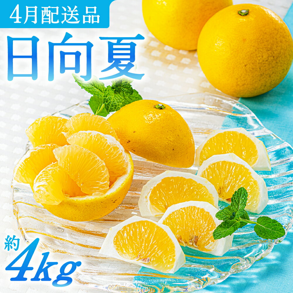 【ふるさと納税】いわくま果樹園の「日向夏」約4kg／2026年4月発送予定.AA098
