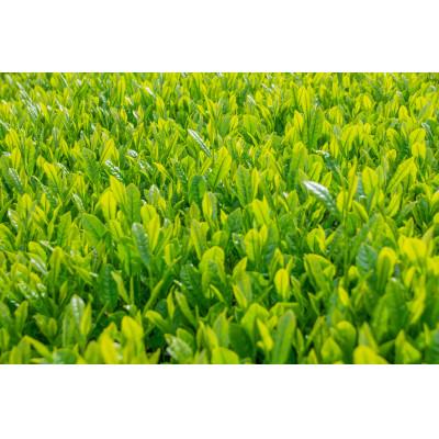 ふるさと納税 和束町 【新茶・令和7年度産】和束茶ギフトセット(竹) 　煎茶、かりがね　(2025年5月下旬以降発送分) |  | 02