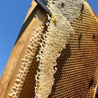 ふるさと納税 大牟田市 みつばちの雫　国産百花蜜　500g |  | 03