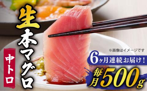 【全6回定期便】【ながさき水産業大賞受賞！！】 五島列島産 養殖 生本かみまぐろ 中トロ ブロック 500g 魚介類 鮮魚 まぐろ 【カミティバリュー】 [RBP065]