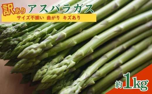 
                  No.2879 【訳あり】アスパラガス 約1kg サイズ不揃い　曲がり　キズあり【2026年発送】
                