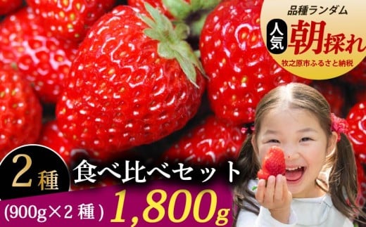 いちご 食べ比べ セット 1800g 苺 食べ比べ 900g × 2種 紅ほっぺ おいＣベリー きらぴ香 2品種 冷蔵 冷蔵発送 イチゴ ストロベリー フルーツ 果物 贈答用 ギフト プレゼント 旬 季節 冬 春 産地直送 フレッシュ 美味しい おいしい 甘い 食べ比べ デザート スイーツ 牧之原市 静岡県