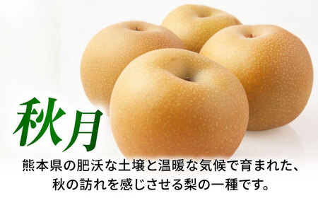 【先行予約】秋月梨　約3kg 梨 ナシ フルーツ 果物 【日本フルーツ株式会社】[ZFJ062]