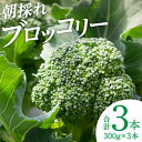 【ふるさと納税】【先行予約】朝採れブロッコリー 300g×3本 野菜 新鮮 国産ブロッコリー 緑黄色野菜 熊本県 八代市産 送料無料【2024年11月中旬より順次発送】