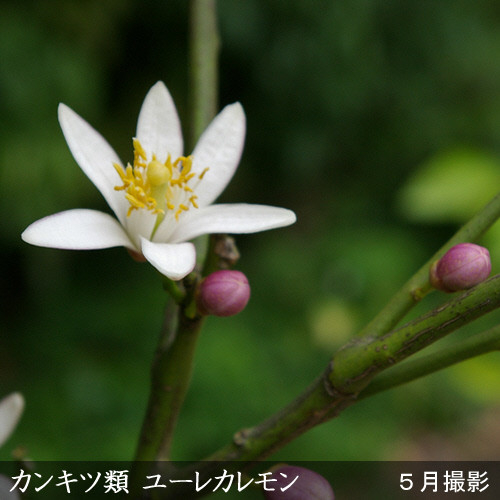 ＜すだ農園＞3年生 苗木　◇柑橘類 ユーレカレモン［地中ポット苗 2021年］