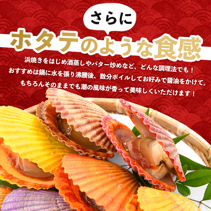 《令和7年11月より順次発送予定》＜期間・数量限定＞長島特産！ヒオウギ貝(20個)【口之福浦ヒオウギ貝出荷グループ】kuchi-861