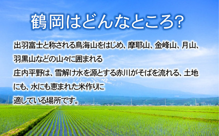【令和8年産先行予約】 特別栽培米雪若丸 無洗米 10kg (5kg×2袋) ×6ヶ月【定期便】 山形県鶴岡産　鶴岡協同ファーム