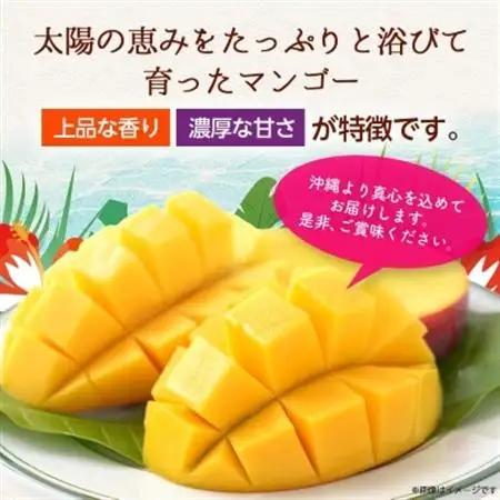 【2026年6月から順次発送・訳あり】JAおきなわ厳選 アップルマンゴー1.5kg(3～6玉)【配送不可地域：離島】【1724295】