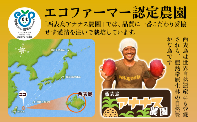 2025年 先行予約 栽培期間中 減農薬 アップルマンゴー 約1kg 2〜4玉 アナナス農園 完熟 マンゴー 果物 フルーツ