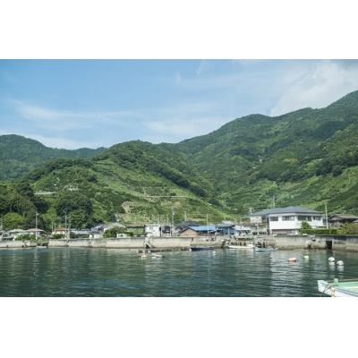 ふるさと納税 西予市 <明浜産真珠ペンダント・スルーバロック(ピンクゴールド)>　パール　ジュエリー　アクセサリー |  | 02