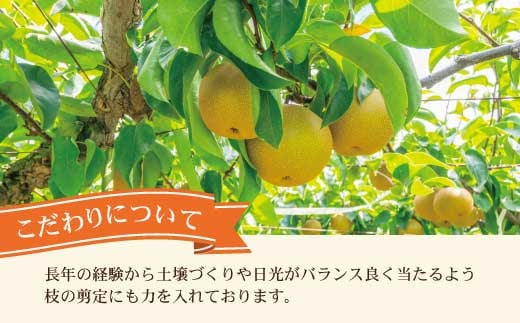 高知県土佐市産 梨（秋月）約2kg 4～5玉 期間限定 あきづき 