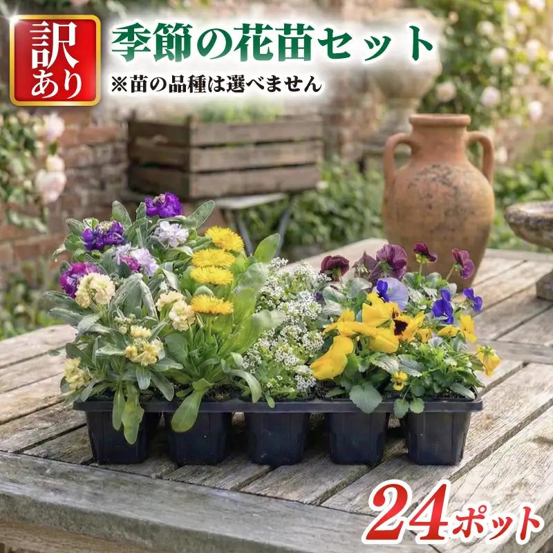 品種おまかせ 季節の花  寄せ植え 24ポット 花 