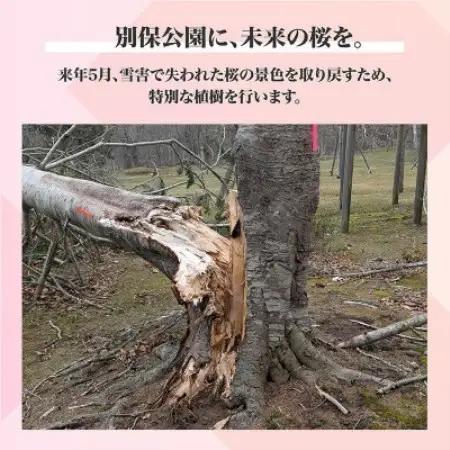 【返礼品なし】桜を雪害から復活させたい「日本一遅い桜まつり」応援寄附(1口1,000,000円)