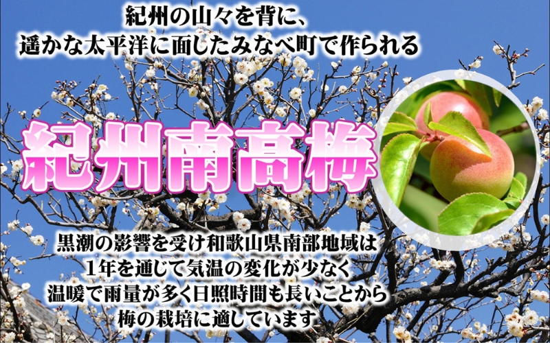 紀州はちみつ梅つぶれ梅（塩分約８％）2kg　【yplu009B】