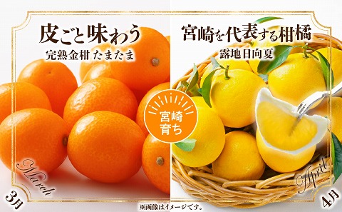 《2026年発送先行予約》南国くだもの6ヶ月定期便_M348-T003