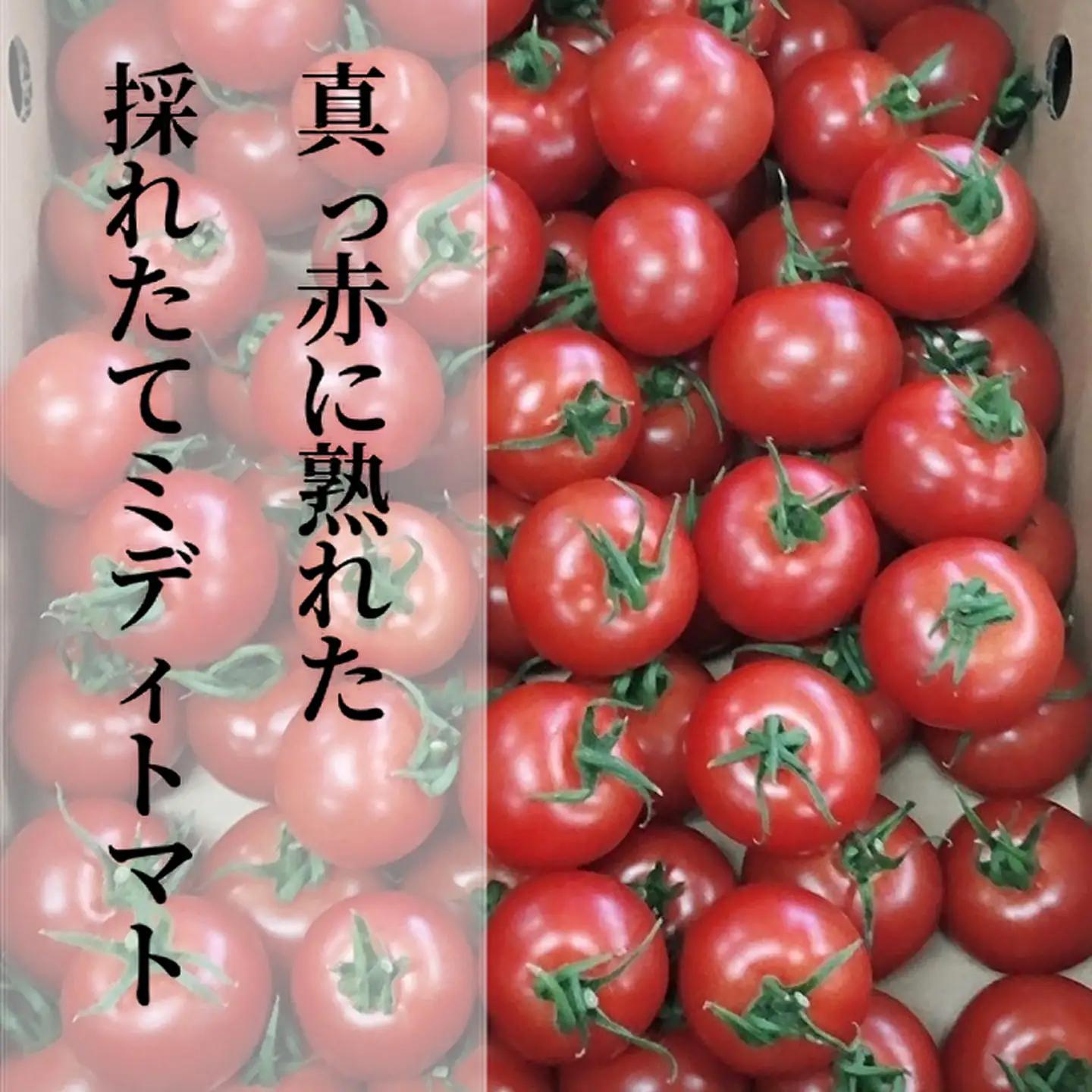 採れたてミディトマト 4kg（500g × 8パック） _b-249
