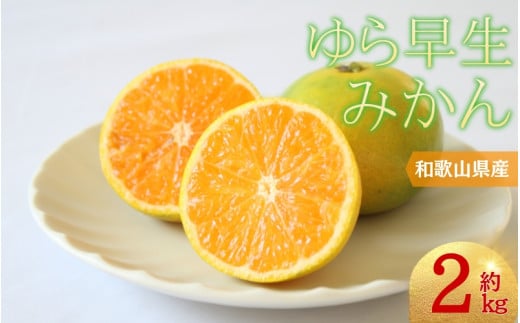 【2025年10月からお届け！】＼光センサー選別／＼農家直送／甘くて濃厚！希少品種 ご家庭用 ゆら早生みかん　約2kg 　サイズ混合【2025年10月上旬頃より順次発送】【nuk143C】