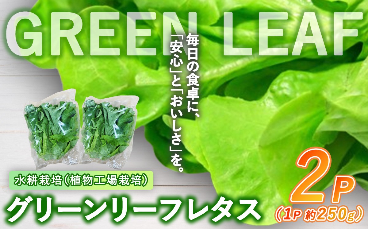 【無農薬】水耕栽培（植物工場栽培）グリーンリーフレタス 500g（約250g×2P）（その他）